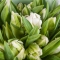 Букет із  тюльпана Пэррот - Фото 4