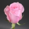 Троянда Кріста - Фото 2