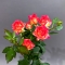Summer Dance rose - Photo 1
