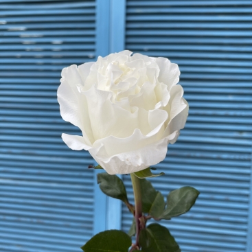 Роза Кристал Фрей