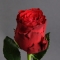Троянда Родос - Фото 3
