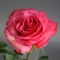 Троянда Лола - Фото 4