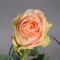 Троянда Гравіті - Фото 4