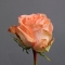 Троянда Кантрі Хаус - Фото 2