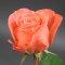 Троянда Корал Експрешн - Фото 1