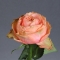 Троянда Кахала - Фото 5