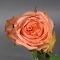 Троянда Кантрі Хаус - Фото 3