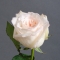 Троянда Вайт Охара  - Фото 3