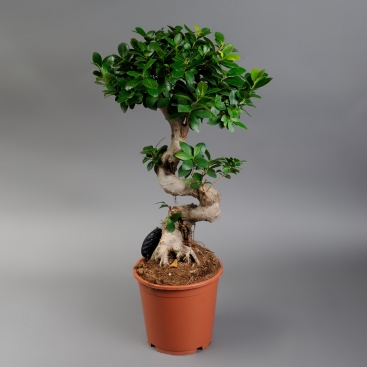 Фикус Джинсенг (Ginseng)