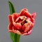 Букет тюльпанов Ягодный мусс - Фото 4