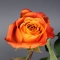 Троянда Атомік - Фото 3