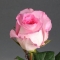 Троянда Мандала - Фото 1