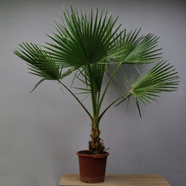 Palm Washingtonia 110cm