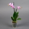 Орхидея Фаленопсис мини 2 ветки - Фото 4