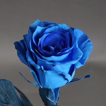 Блакитна троянда