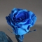 Синяя роза, голубая роза - Фото 1