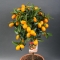 Citrus Kumquat - Photo 3