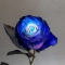 Троянда ультрамарин фарбована - Фото 2