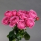 Троянда Місті Бабблз стандарт - Фото 2
