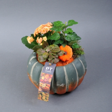 Plant arrangement in a ceramic pot Pumpkin 17-20