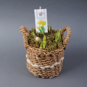 Композиція Нарциси у горщику