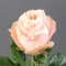 Троянда Краун Принцесс - Фото 3