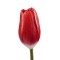 Тюльпан червоний - Фото 3