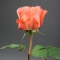 Троянда Корал Експрешн - Фото 5