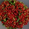 Букет 101 троянда спрей Ред Ванесса - Фото 3