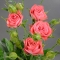 Троянда Лакі Йо-Йо спрей - Фото 4