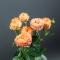 Троянда Оранж Трендсеттер - Фото 1