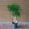 Dracaena Anita - Photo 1