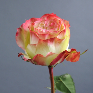 Роза Епл Джек