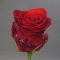 Троянда Марічка - Фото 1