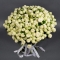 Bouquet of 40 Snow World spray roses - Photo 3