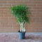 Dracaena Anita - Photo 2