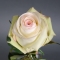 Троянда Альба - Фото 4