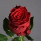 Троянда Родос - Фото 1