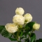Троянда Сноу Волд стандарт - Фото 2
