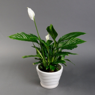 Спатифиллум в белом кашпо