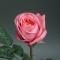 Троянда Пінк Експрешн - Фото 2