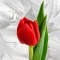 Tulip pion-shaped red - Photo 2