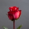 Троянда Ігуазу - Фото 4