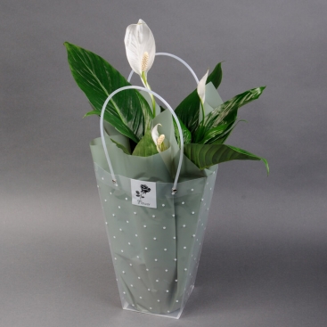 Spathiphyllum per pack