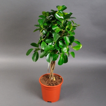 Фікус Моклейм