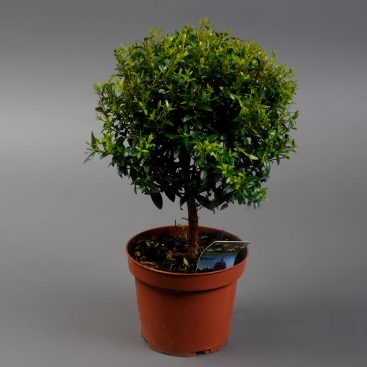 Мирт Коммунис на штамбе (Communis)