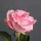 Троянда Пінк Охара - Фото 3