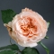 Троянда Шиммер  - Фото 2