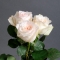 Троянда Вайт Охара  - Фото 6