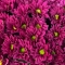 Букет бордових хризантем спрей - Фото 3